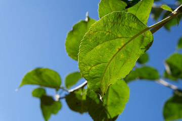 apple tree branch with green leaves against the background of the sky