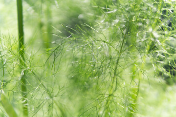 abstract blurry green branches of a garden plant on a blurry background