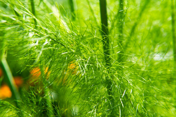 abstract blurry green branches of a garden plant on a blurry background