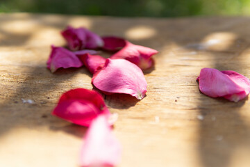 Intense pink rose petals lying on a wooden base 
