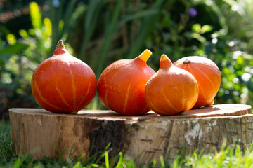 fresh garden small pumpkins ready for halloween placed on the trunk of the base,tree 