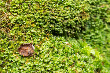 growing fresh wet green moss in a nature park. Natural moss in nature