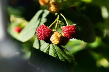 Fresh and sweet raspberry hanging on the branch of a bush