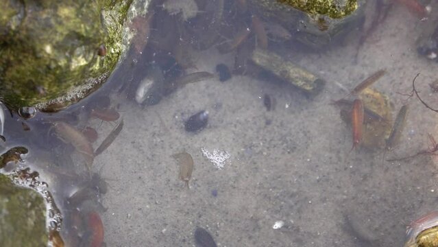 Small shrimp swimming in sea water, sweden
Slow motion shot from Sweden, 2022
