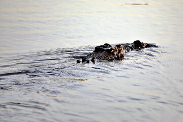 Salzwasserkrokodil im Kakadu National Park
