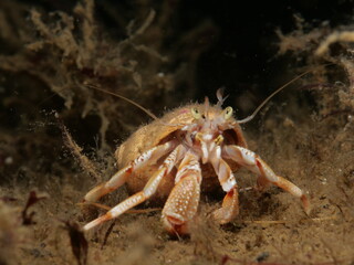 Hermit crab from Oslo fjord, Norway