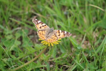 Painted Lady (Vanessa Cardu) Caught feeding from  a dandelion flower head.