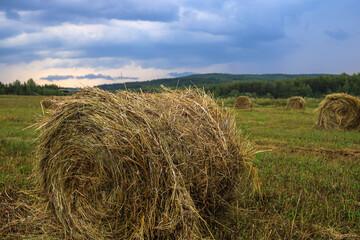 Grassland with haystacks in a cloudy day