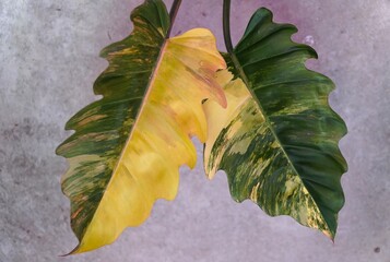 Exquisite color and variegated leaves of Philodendron Caramel Marble, a rare tropical plant