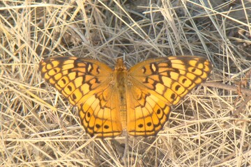 butterfly on dry grass