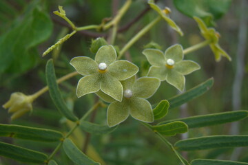 green and yellow flower