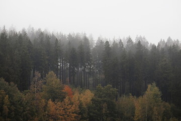 Herbstlicher Laub- und Nadelwald der zum Horizont im Nebel verschwindet mit bunten Herbstfarben