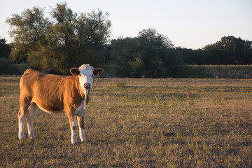 Rind auf einer großen Wiese in der Abendsonne