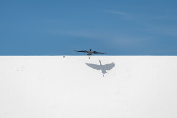 A seabird  (grey heron) flying over a white wall in Runaway Bay (Jamaica).
