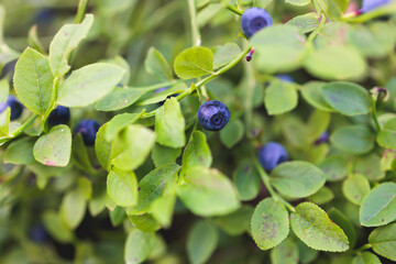 Harvested berries, process of collecting, harvesting and picking berries in the forest of Scandinavia, close up view of bilberry, blueberry, blackberry, and others growing