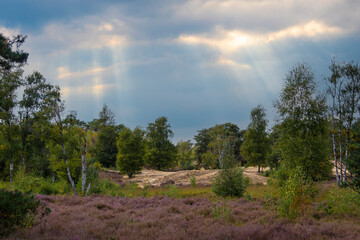 Countryside dutch meadow landscape with grass under scenic sunset sunrise sky. Panorama of dramatic landscape.