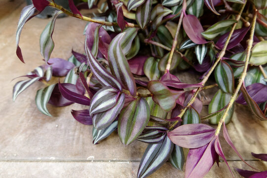Wandering Jew, Wandering Dude, Inch Plant, Spiderwort or Tradescantia Zebrina plant flowers. Pink purple violet leafs