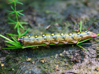 Obraz na płótnie Canvas Hawk moth caterpillar (Hyles gallii) eating the herb