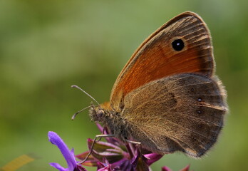 Butterfly on a flower