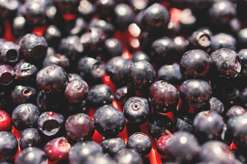 Fresh harvested berries, process of collecting, harvesting and picking berries in the forest of Scandinavia, close up view of bilberry, blueberry, blackberry, and others growing