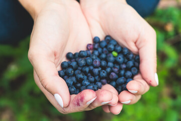 Fresh harvested berries, process of collecting, harvesting and picking berries in the forest of Scandinavia, close up view of bilberry, blueberry, blackberry, and others growing