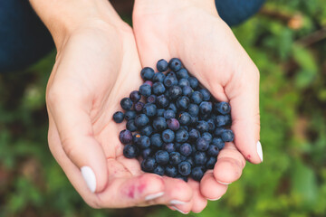 Fresh harvested berries, process of collecting, harvesting and picking berries in the forest of Scandinavia, close up view of bilberry, blueberry, blackberry, and others growing