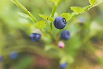 Fresh harvested berries, process of collecting, harvesting and picking berries in the forest of Scandinavia, close up view of bilberry, blueberry, blackberry, and others growing