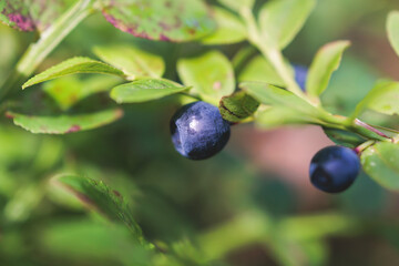 Fresh harvested berries, process of collecting, harvesting and picking berries in the forest of Scandinavia, close up view of bilberry, blueberry, blackberry, and others growing