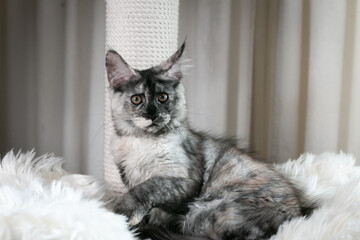 Portrait of a beautiful Maine Coon cat. Turtle color. Close-up.