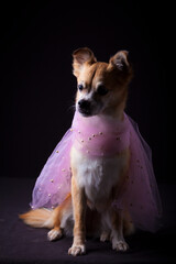 sitting chihuahua posing on black background with pink tulle and pearls, pet portrait, studio.
