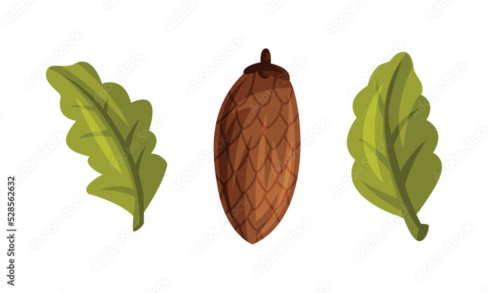 Sticker green oak leaves and brown fir cone as forest and woodland elements vector set