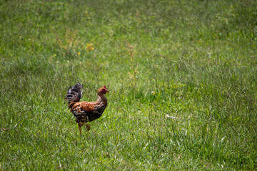 Pollo en el campo gallo granja gallina de corral en el rancho