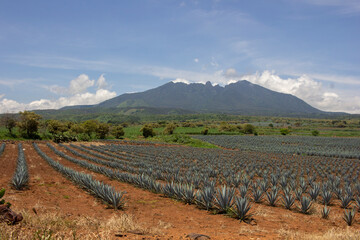 Campos de agave azul cultivos para elaboración de tequila en méxico
