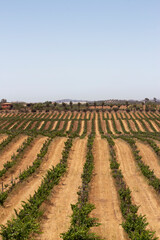 Vide&ntilde;o plantaci&oacute;n para cultivo de uva vi&ntilde;a campo de uvas latinoam&eacute;rica