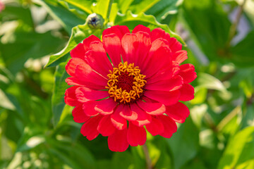 Bright red zinnia flower blooming in garden in summer
