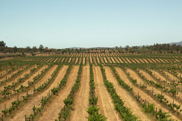 Fototapeta na wymiar Videño plantación para cultivo de uva viña campo de uvas latinoamérica