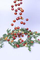Giuggiole frutti e foglie, bacca commestibile dal sapore dolce.