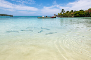 View of Puerto Seco beach with big fishes in Discovery Bay (Jamaica).