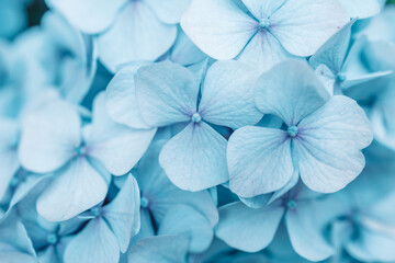 Details of blue petals. Macro photo of hydrangea flower. Beautiful colorful blue texture of flowers...