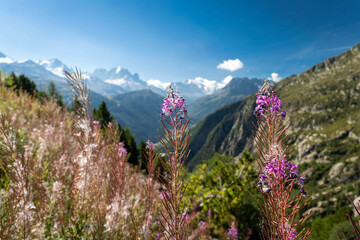 Fleurs violettes devant des montagnes enneigées en été dans les Alpes Suisse
