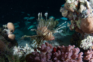 pez leon en el mar rojo.