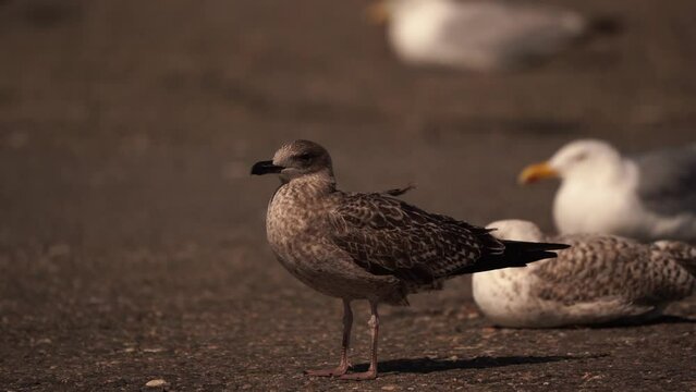 A juvenile Lesser Black-backed Gull (Larus fuscus) standing on an asphalt road