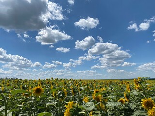 field of sunflowers against blue sky