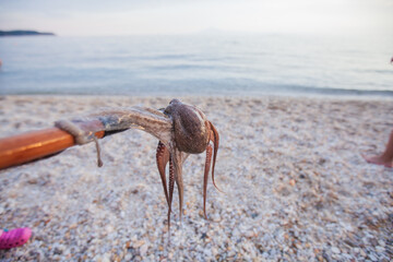 Hobby at the summer vacation. Caught octopus on spear at the pebbles beach. Sea water and horizon in background.