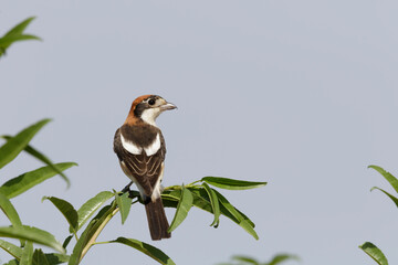 Woodchat Shrike  (Lanius senator) , in its habitat.