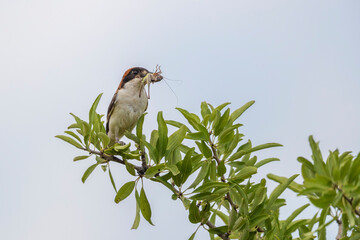 Woodchat Shrike  (Lanius senator) , in its habitat.