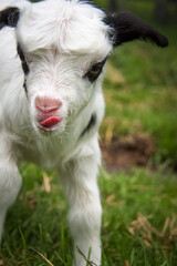 Little baby goat licking the milk off her lips after drinking mom's milk