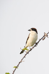 Woodchat Shrike  (Lanius senator) , in its habitat.