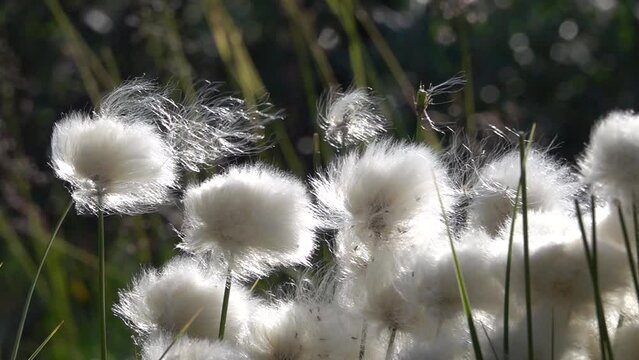 Cotton Flowers swaying and moving in the wind

Beautiful shot from Sweden, 2022

