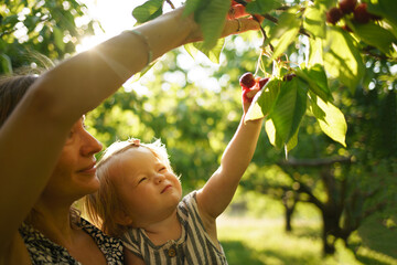 Mother helps cute child learn the world. A little girl reaches for cherries on a tree. Mom and daughter are harvesting cherries in the garden